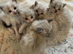 Registered TICA RAGDOLL Kittens