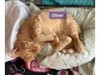 Adopt Oliver a Domestic Short Hair