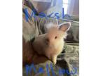 Adopt Marshmallow a Dwarf, Netherland Dwarf