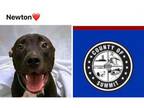 Adopt NEWTON a Pit Bull Terrier