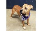 Adopt Buzzy a Pit Bull Terrier, Staffordshire Bull Terrier