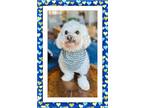 Adopt Adopted!! Milo - South Central TX a Bichon Frise