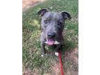 Adopt Lilo a Pit Bull Terrier, Mixed Breed