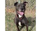 Adopt Ronald a Pit Bull Terrier