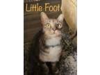 Adopt Little Foot a Tabby