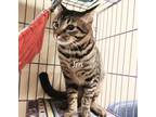 Adopt Jin #Triple-T a Tabby, Domestic Short Hair