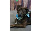 Adopt Rags a Mixed Breed