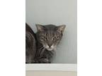 Adopt Jonathan a Domestic Short Hair