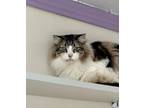 Adopt Sven a Domestic Long Hair