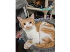 Adopt Bunker a American Shorthair