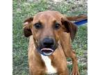Adopt Dray - Local a Vizsla, Terrier