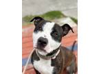 Adopt 2401-0211 Aguni a Pit Bull Terrier