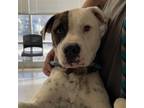 Adopt Ted a Pit Bull Terrier, Boxer