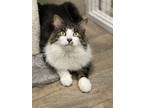 Adopt Samwise a Domestic Medium Hair