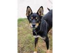 Adopt Naat'aanii a Husky, German Shepherd Dog