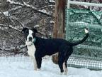 Adopt FINNICK a Border Collie, Pit Bull Terrier