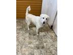 Adopt Crandall a Great Pyrenees