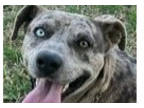 Adopt Milo a Catahoula Leopard Dog, Terrier