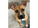 Adopt Mango a Black Mouth Cur