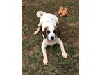 Adopt Roscoe a Hound