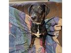 Adopt Sheldon a Mountain Cur, Mixed Breed