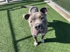 Adopt CLEF a American Staffordshire Terrier, Mixed Breed