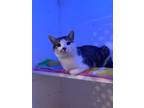 Adopt Nicolas a American Shorthair