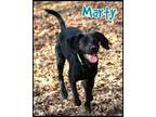 Adopt Marty a Beagle