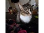 Adopt Rose a Tabby