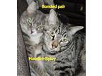 Adopt Houdini (Bonded) a Domestic Short Hair, Tabby