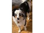 Adopt Snoopy a Australian Shepherd