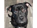 Adopt Yams a Pit Bull Terrier, American Staffordshire Terrier
