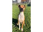 Adopt COCO PUFF a Staffordshire Bull Terrier, Mixed Breed