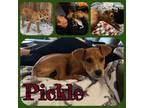 Adopt Pickle a Labrador Retriever, Pit Bull Terrier