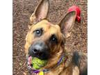 Adopt Rajah a German Shepherd Dog