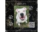 Adopt Seeley a Pit Bull Terrier