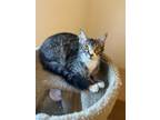 Adopt Fargo a Maine Coon, Domestic Medium Hair