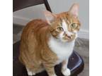 Adopt Gus a American Shorthair