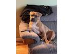 Adopt Buddy aka King Ham a American Bully, Boston Terrier