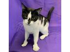 Adopt Viceroy Biscuit a Domestic Short Hair