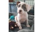 Adopt Jem a Mixed Breed