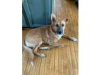 Adopt Oaklee a Mixed Breed