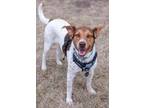 Adopt Morrie a Cattle Dog, Mixed Breed
