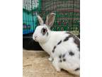 Adopt Chocolate Chip & Peach (pair) a Bunny Rabbit