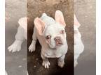 French Bulldog PUPPY FOR SALE ADN-744193 - French bulldog and Frenchie puppies