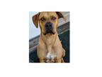 Adopt Brody a Rhodesian Ridgeback