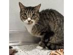 Adopt Wesley a Domestic Short Hair