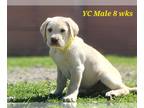 Labrador Retriever PUPPY FOR SALE ADN-744181 - AKC Labrador puppies