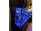 150 Gallon Salt Water Fish Tank With Caninet, Lights, Pumps, Skimmer