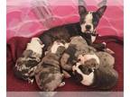 Boston Terrier PUPPY FOR SALE ADN-744369 - Lilac Merle Bostons
